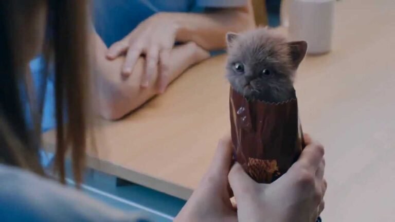 McVities Digestive Biscuits Advert – Kittens